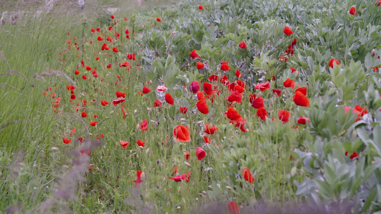 두통, 헤드워크, 들판에 콩이 있는 옥수수 양귀비