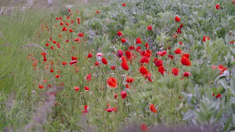 headache,-headwark,-corn-poppies-with-beall-beans-on-field