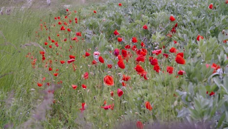 dolor de cabeza, headwark, amapolas de maíz con frijoles beall en el campo