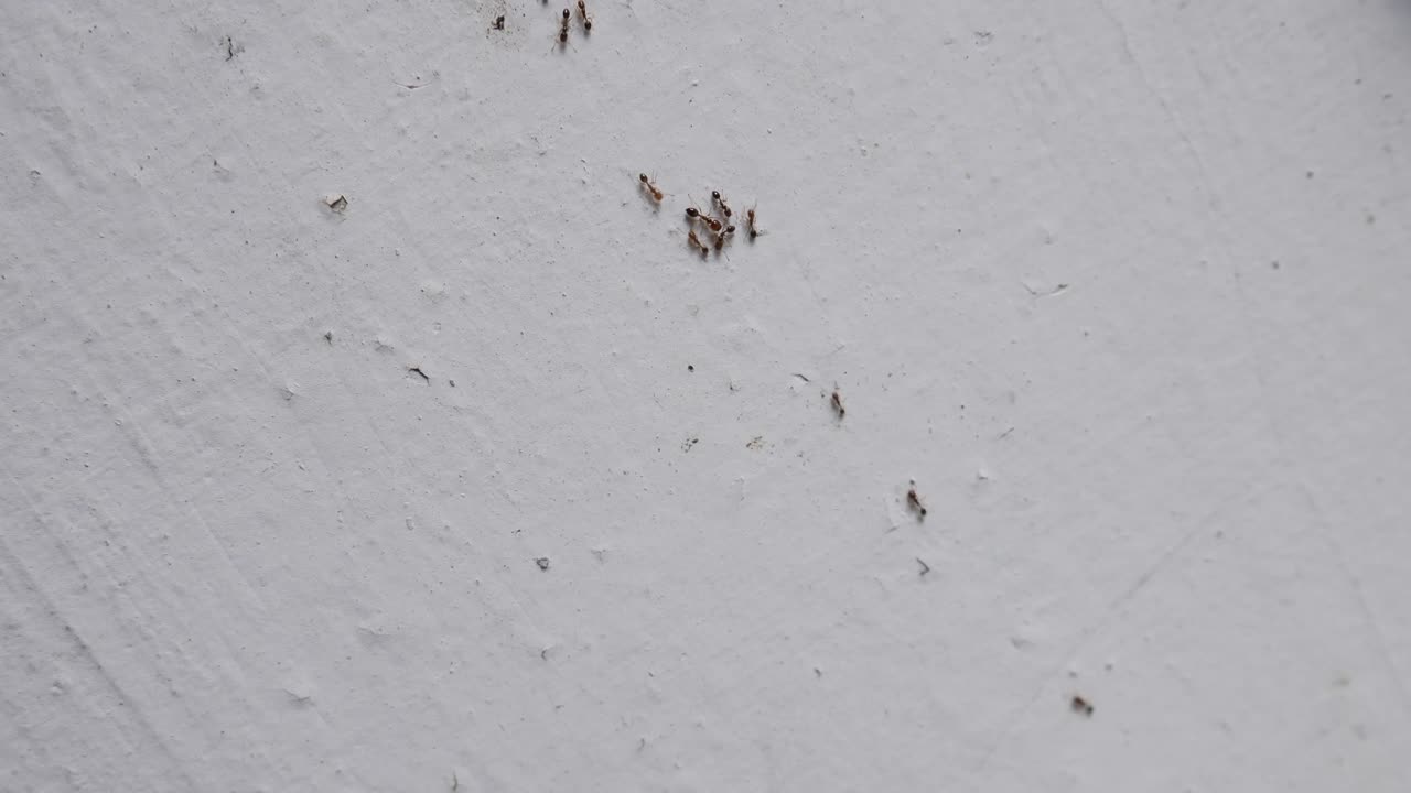 pequeñas hormigas caminando en la pared