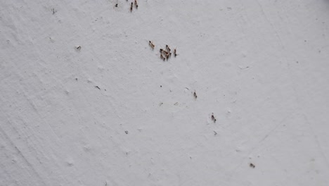 Pequeñas-Hormigas-Caminando-En-La-Pared