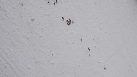 small ants walking on the wall