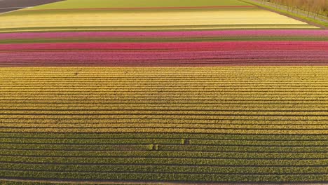 Hermosos-Campos-De-Tulipanes-Coloridos-En-Holanda,-Vista-Aérea-De-4k