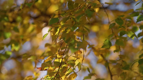 Birkenzweige-Wiegender-Wind-Herbsttag.-Äste-Mit-Buntem-Laub-Hängender-Baum