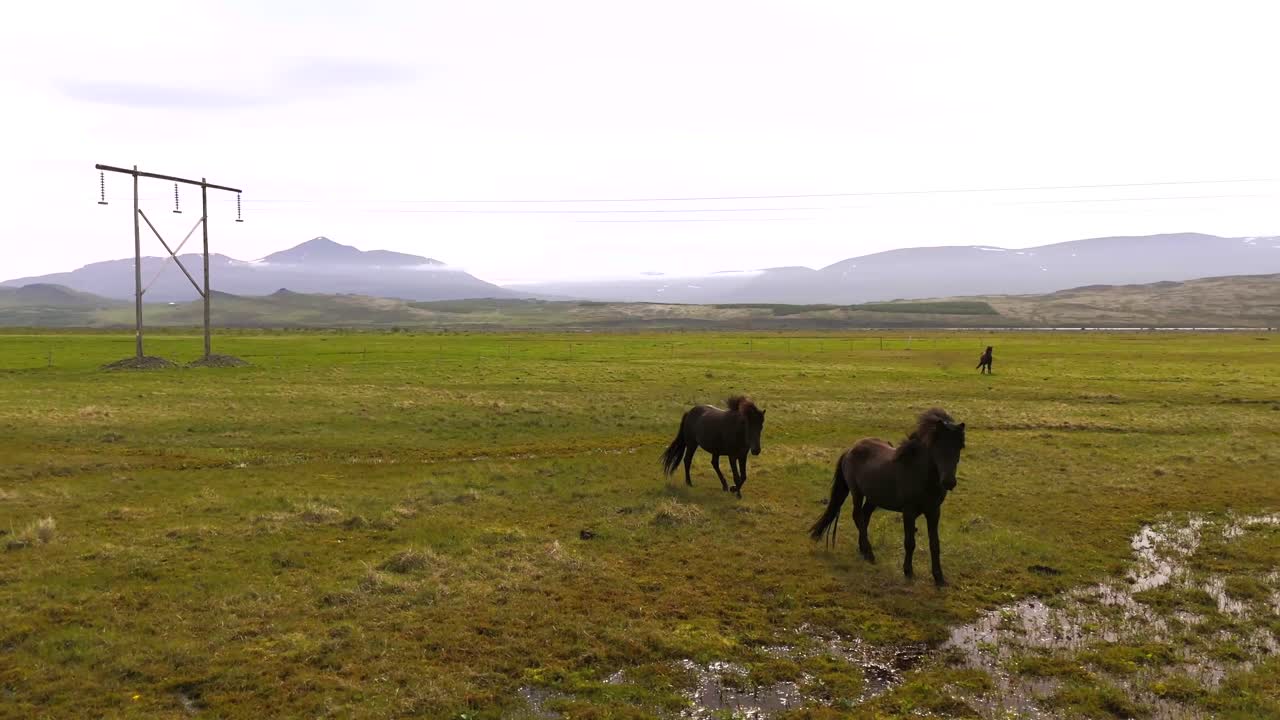 Icelandic Horses Grazing in a Lush Green Field