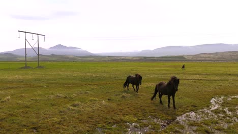 icelandic horses grazing in a lush green field