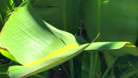 tropical banana tree leaf moving with the wind with direct sunshine in marbella spain