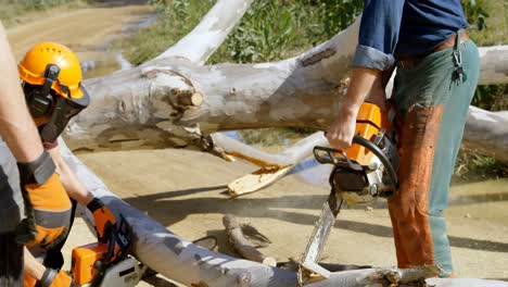 Lumberjacks-cutting-tree-branch-in-the-forest-4k