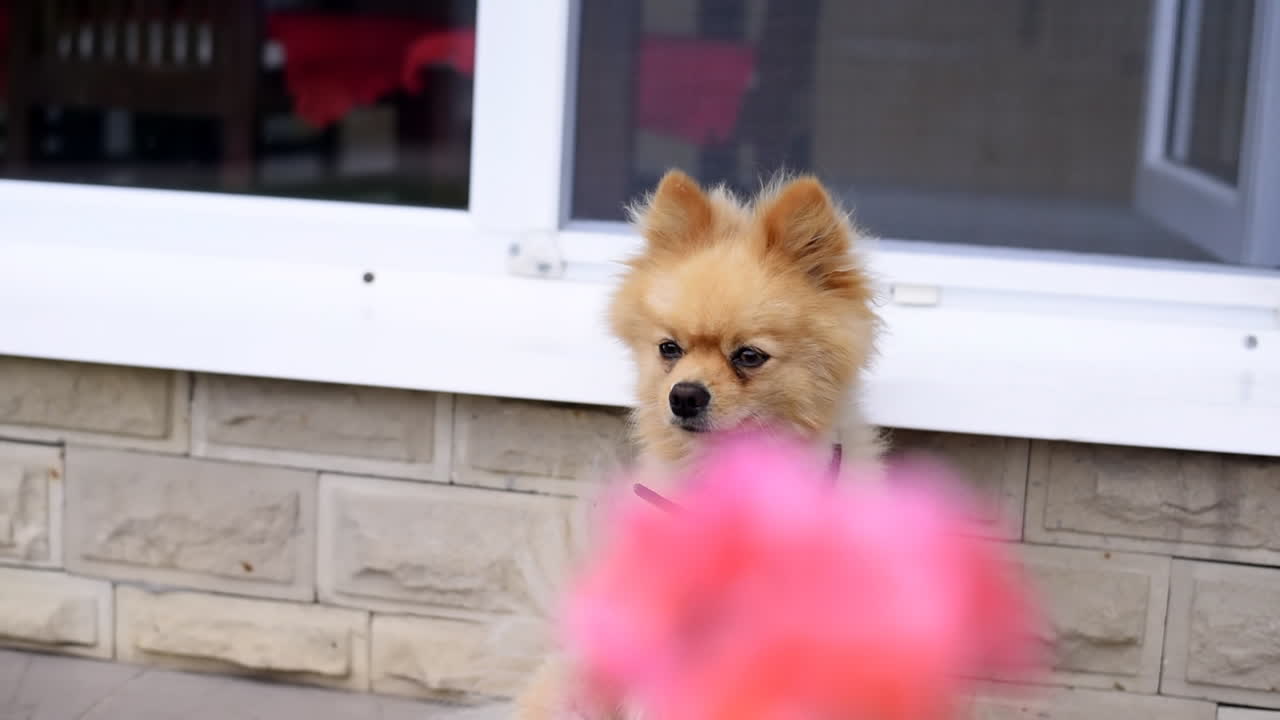 Sleepy pomeranian spitz resting on the ground in the backyard of the house. Sunny day. Roses on foreground. Slow motion