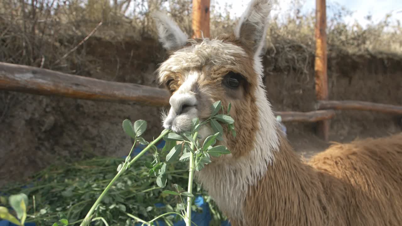 Close-up of a Fluffy Brown Alpaca Eating Grass