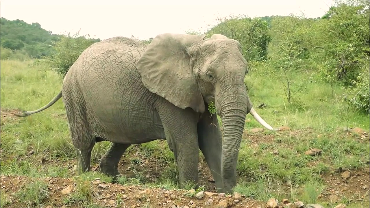 ELEFANT FANGET MENS DEN SPISER BLADE