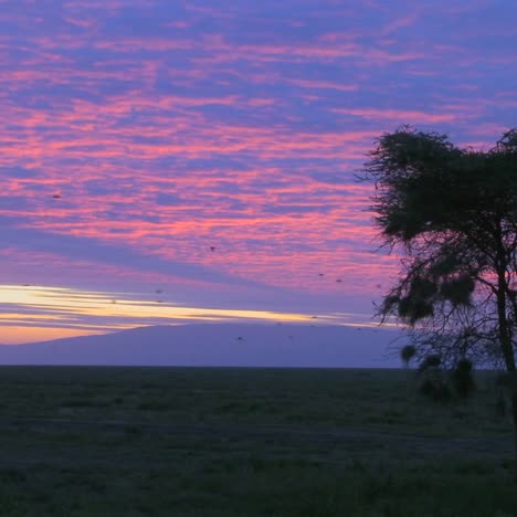 birds migrate across a multicolored sky on the plains of africa