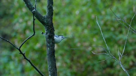 white-breasted nuthatch looks around from a thin tree branch after the rain