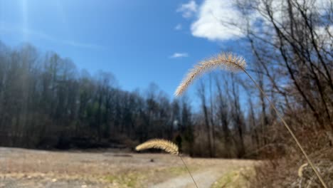 Gelber-Fuchsschwanz-Weht-Im-Wind