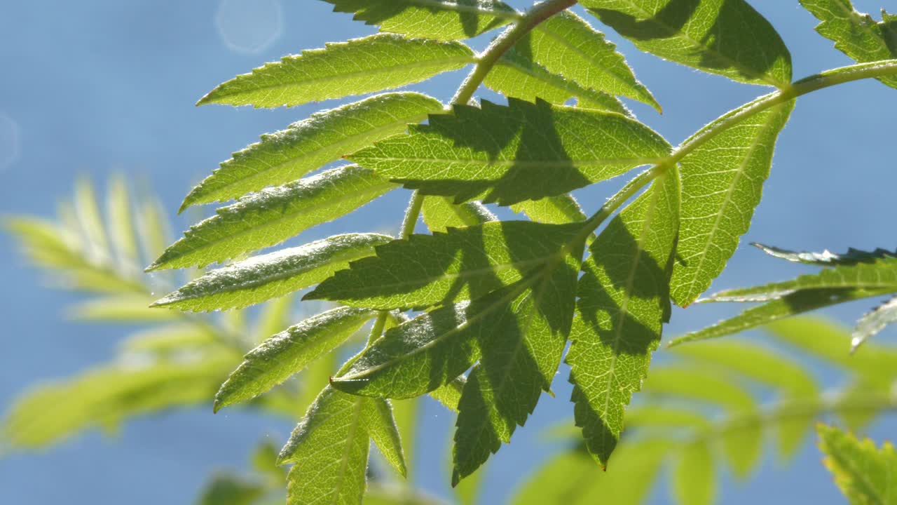 fresno de montaña o sorbus aucuparia hojas que soplan en el viento