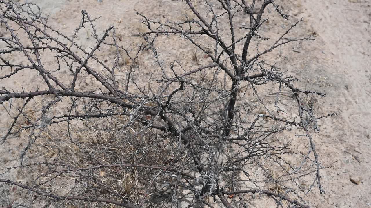 가을과 겨울에 가시가 많은 아프리카 부시