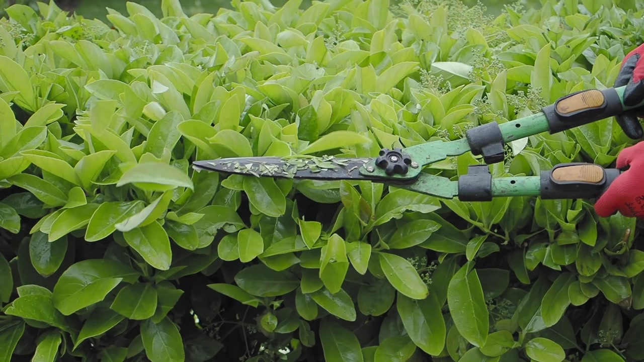Close-up of Hands Trimming a Green Hedge with Garden Shears