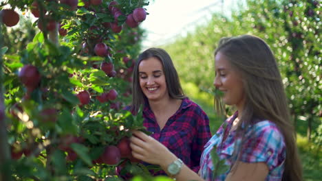 two young women enjoying apple picking in a sunny orchard