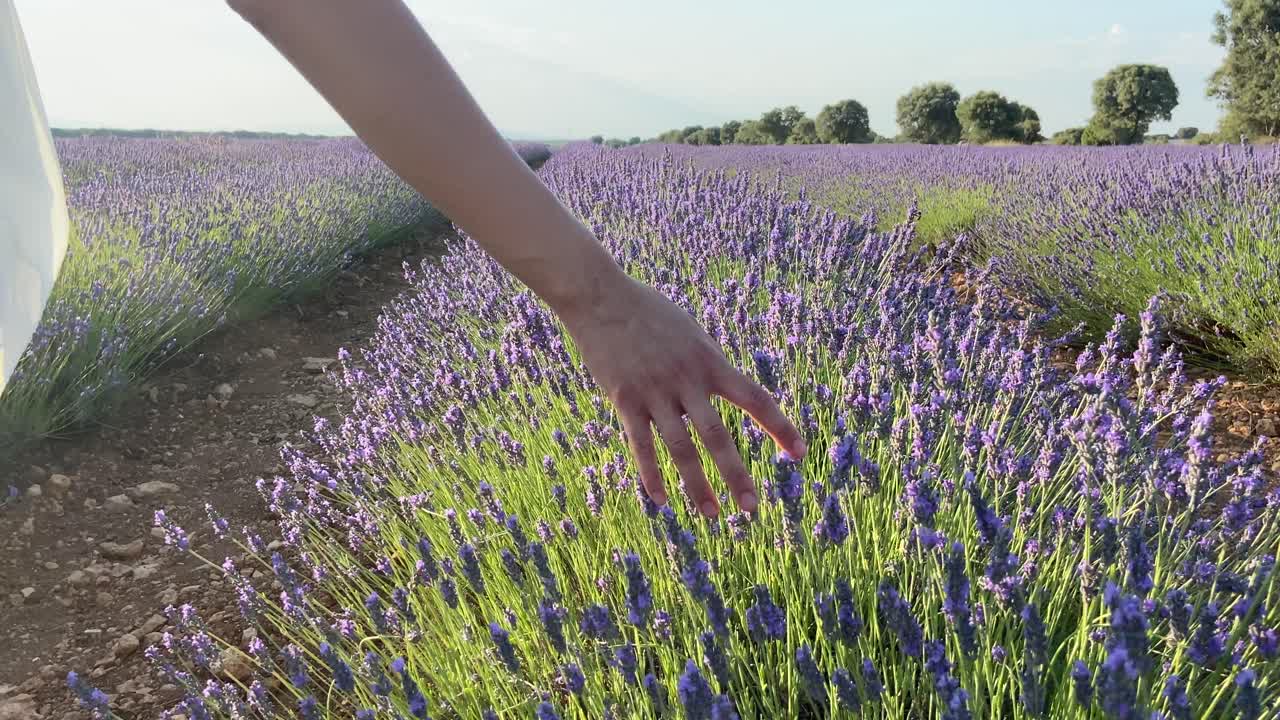 Hand of a nature-loving woman going through lavender flowers at sunset