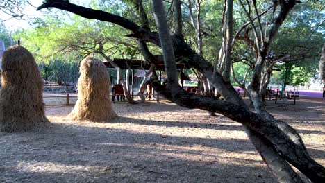 trees and structures in a serene park setting