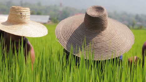 Three-workers-in-a-rice-field-getting-ready-for-the-harvest