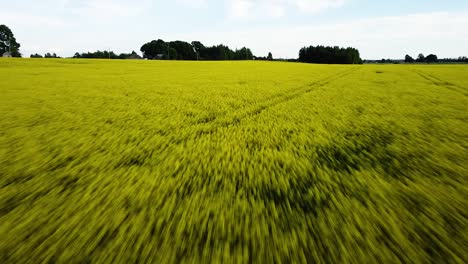 Aerial-flight-over-blooming-rapeseed-field,-flying-over-yellow-canola-flowers,-idyllic-farmer-landscape,-beautiful-nature-background,-drone-shot-moving-forward-fast