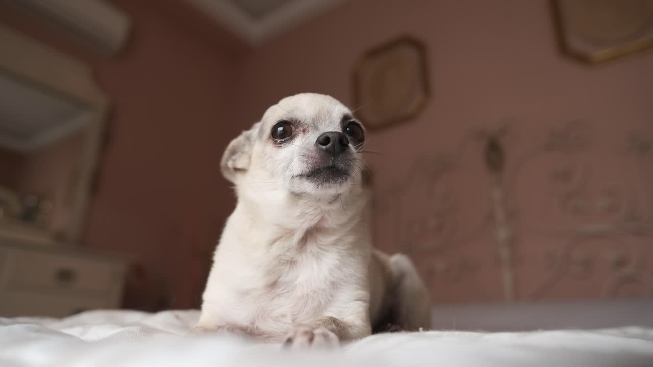 Cute white chihuahua dog sitting on cozy bed in bedroom