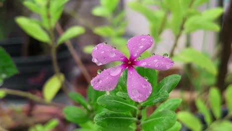 closeup of a vibrant pink madagascar periwinkle (catharanthus roseus), also called vinca or sadabahar glistening with delicate water droplets adorned with tiny, clear liquid spheres from rain or dew