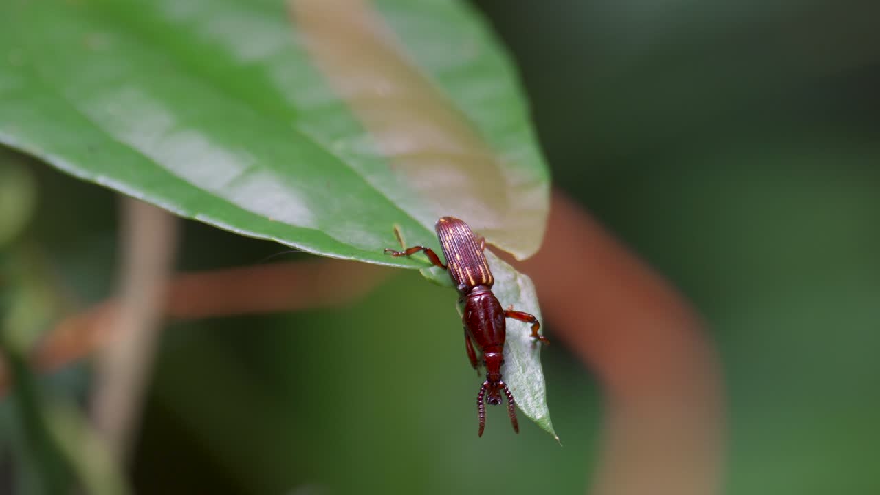 Close-up of a Red Weevil on a Green Leaf