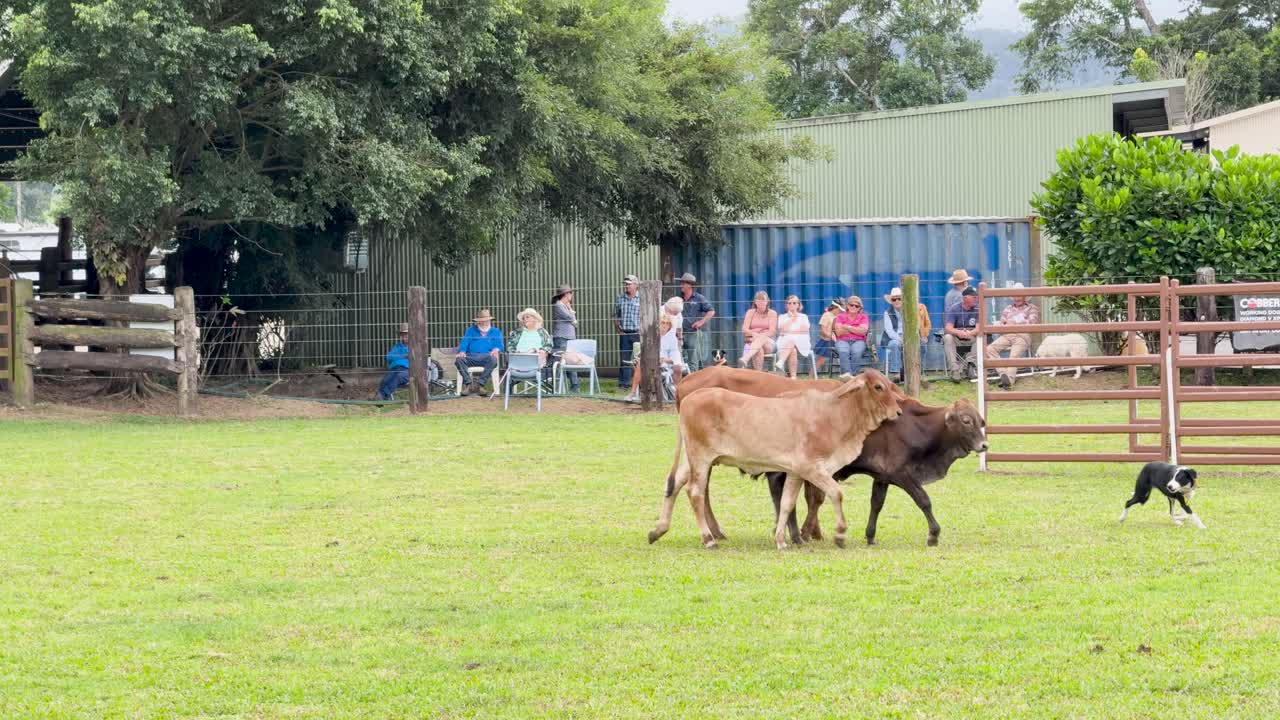 A cattle dog skillfully herds cows in a grassy arena with spectators watching. Bright daylight enhances the lively atmosphere