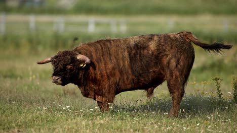 Highland-Cow-Kicking-Up-Dirt,-Grazing,-Farmland-Meadow,-Cinematic-Close-Up,-A-lone,-Slow-Motion