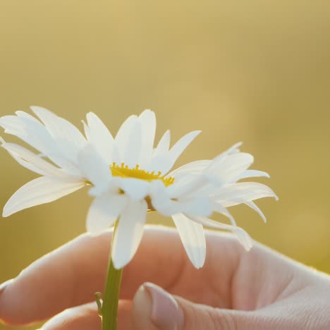 a woman's hand plucks a flower of chamomile