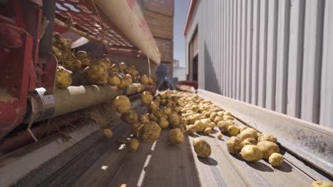 En-Cámara-Lenta-Las-Patatas-Caen-Sobre-La-Cinta-Transportadora,-Se-Mueven.