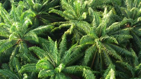 Drone-flyover-palm-tree-estate-capturing-details-of-lush-green-fronds-with-beautiful-sunlight,-dense-plantation-farmland-from-above-in-tropical-environment-for-vegetable-crude-oil-production