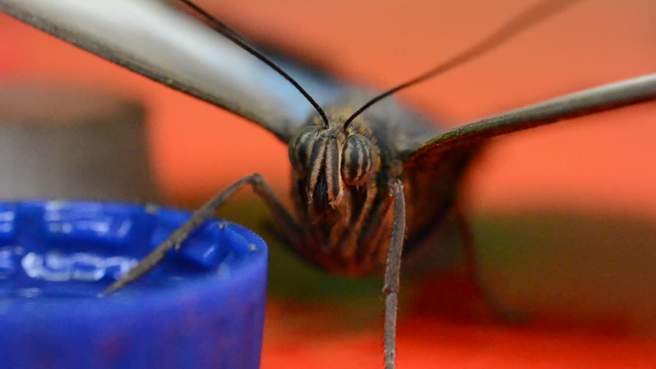 mariposa