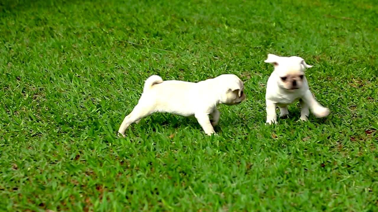 Two white pug puppies playing in the grass