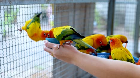 colorful parrots feeding from a visitor's hand