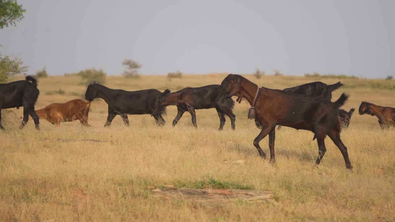 Herd of goats grazing brown grass in rural india