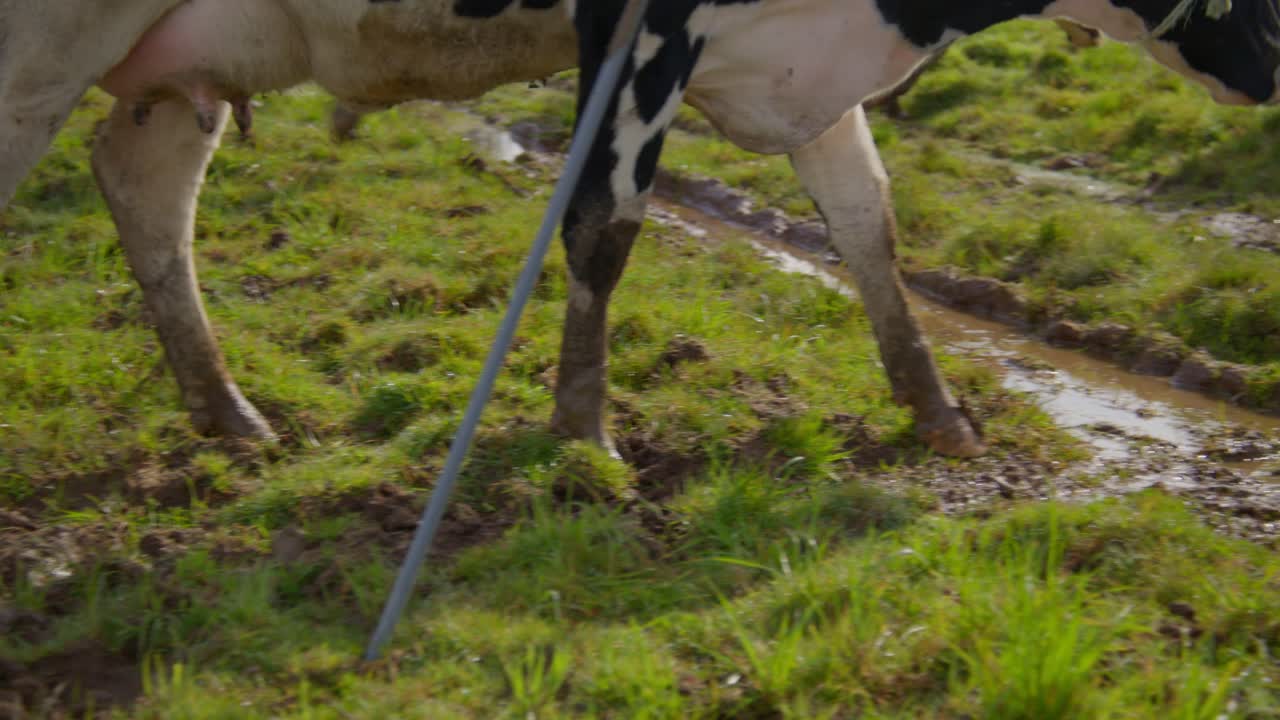 잔디 와 진 ⁇  을  ⁇ 고 가는 동안 소 의 발 ⁇  을 가까이 찍고,  ⁇ 줄 을 가지고 소 의 얼굴 을 드러낸다