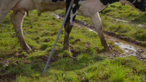 a close up shot of cow hooves while walking trough the grass and mud, revealing the cows face with a rope