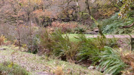 escena tranquila del bosque de invierno: el arroyo lento, los robles dorados y las hojas caídas crean un ambiente pacífico y relajante