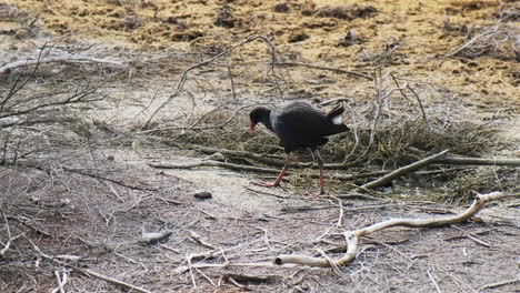 swamphen, pukeko, en busca de alimento en el paisaje geotérmico único de nueva zelanda