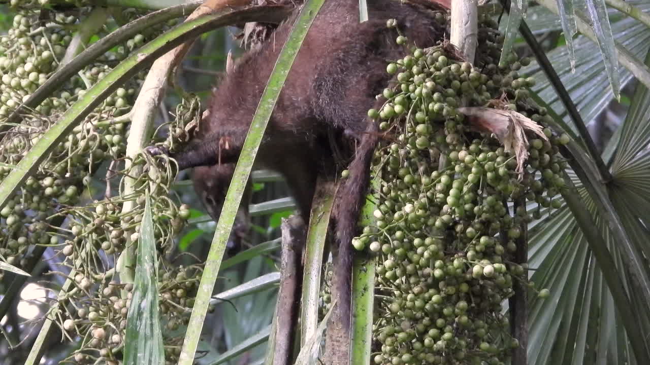 primer plano estático de un animal salvaje de furia marrón agarrando y comiendo comida en un árbol, el coatí tiene dificultades para alcanzarlo