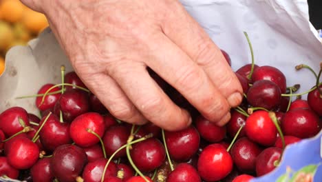 ancianos recogiendo cerezas a mano