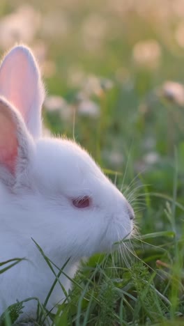 video frame, a small white bunny in green grass. cute rabbit. vertical video