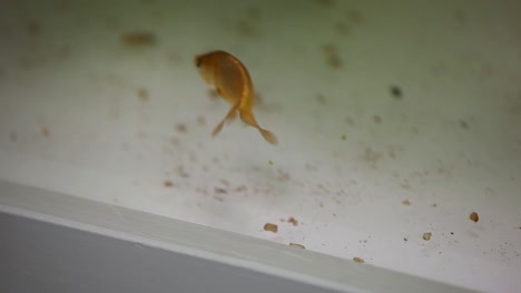 orange aquarium fish searching for food on the bottom of fresh water fish tank