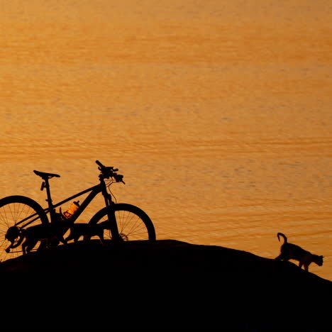 silhouette of nice cats, bike and a man near the water at sunset. professional cyclist walking near the river and three cats running to the man in the beautiful evening.