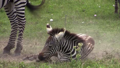 juvenile zebra takes a dust bath rolling from one side to the other and back, medium shot with more zebras and dust