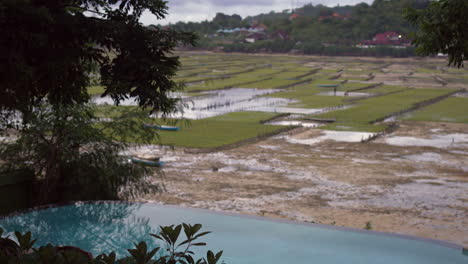 pool overlooking seaweed plantation wetland field, indonesia