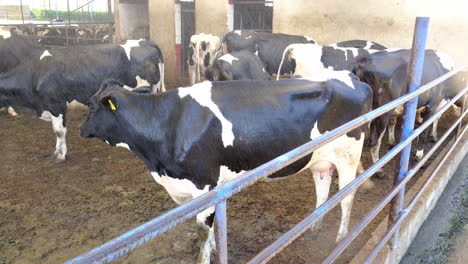 Shower-system-opens-for-cows